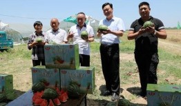 娱乐小八吃瓜视频下载,揭秘娱乐圈幕后故事